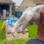 “GIZMO” - LILAC TAN MERLE FLUFFY MALE FRENCH BULLDOG in Las Vegas, Nevada