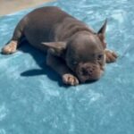 “QUEEN” - FLUFFY CARRIER NEW SHADE ISABELLA TRI FEMALE FRENCH BULLDOG in Las Vegas, Nevada