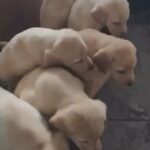 Labrador Puppies in Milwaukee, Wisconsin