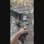 free husky in Las Vegas, Nevada