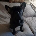 frenchie puppy in Foothill Farms, California