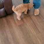 Mini Labradoodle in Arizona City, Arizona