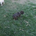 Three Frenchies available in Arizona City, Arizona