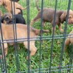 PURE BRED BLOOD HOUND PUPPIES in Arizona City, Arizona