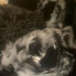3 male Pomsky puppies 8 weeks old in Arizona City, Arizona