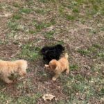 AKC Toy poodle Puppies in Arizona City, Arizona