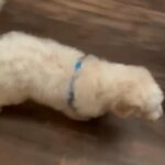 AussieDoodle in Fayetteville, North Carolina