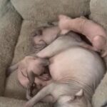 Sphynx Kittens in Philadelphia, Pennsylvania