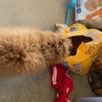Puppies for sale in Arizona City, Arizona