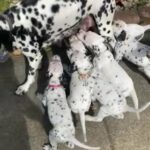 Dalmatian Puppies in Santa Rosa, California
