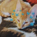 Female American Shorthaired Orange Tabby For Adoption in Fayetteville, North Carolina