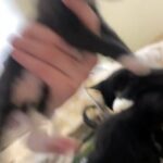 Kittens in Tacoma, Washington