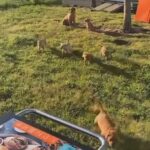 Lab/Pitbull Mixed Puppies in Monroe, North Carolina