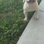 French Bulldog in Tampa, Florida