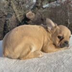 French Bulldog in Dallas, Texas