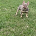 French Bulldog in Dallas, Texas