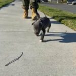 Blue Nose Pitbull in San Diego, California