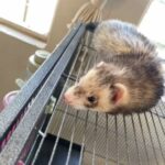 Female Ferret in Naples, Florida