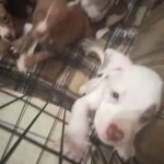 American Pitt Bull Terrier Puppies 5weeks in New Bern, North Carolina