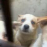 6 Husky’s in Los Angeles, California