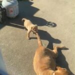 Lab/Pitbull Mixes in Monroe, North Carolina