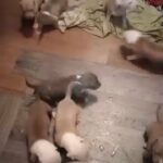 puppy's for sale in Jacksonville, Florida