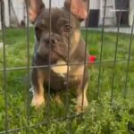 Male Frenchbulldogs in Anaheim, California