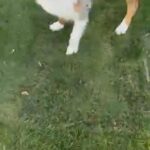 Australian Shepherd in Clovis, California