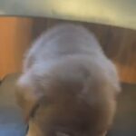 Purebred AKC Labrador in Westminster, California