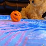 SOLD! — Dopey The Golden Havanese Girl Pup in Spanish Fork, Utah
