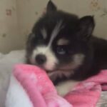 Purebred Pomsky Puppies in Miami, Florida