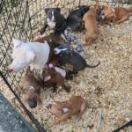Pit puppies for sell in Austin, Texas