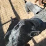 Happy Easter from our cattle pups in Hemet, California