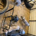 11 Weeks Old Cane Corso Puppies in Stockbridge, Georgia