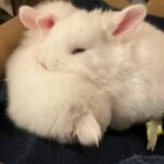 Rabbits For Sale in Clovis, California