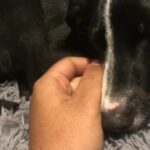 This Is Buck! in Baton Rouge, Louisiana