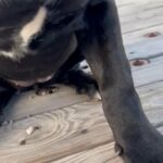 Beautiful Female Cane Corso in Apache Junction, Arizona