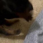 Doberman Puppies in Warner Robins, Georgia