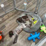 Two German Shorthaired Pointers in Maryville, Tennessee