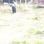 F1 8 weeks Double Doodle Puppies in Broken Arrow, Oklahoma