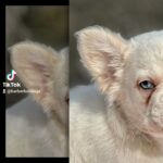 French Bulldog in Dallas, Texas