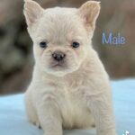 French Bulldog in Dallas, Texas
