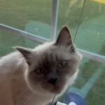 Ragdoll in Glen Cove, New York