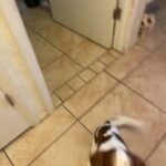 King Charles cavalier in Cedar City, Utah