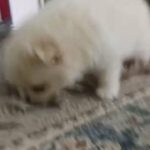Female pomeranian in Baytown, Texas