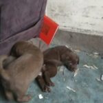 Chesapeake Bay Retriever Puppies in Bellingham, Washington