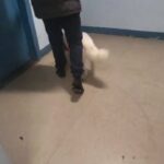 1yr siberian husky boy $450 brooklyn in New York City, New York