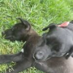 Stray Mother Dog, And Her Puppy- Please Help! in Houston, Texas