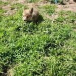 AKC Registered Female Corgi Pending in Enid, Oklahoma