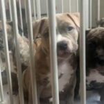 12 Weeks Old American Bully Puppies in Queen Creek, Arizona